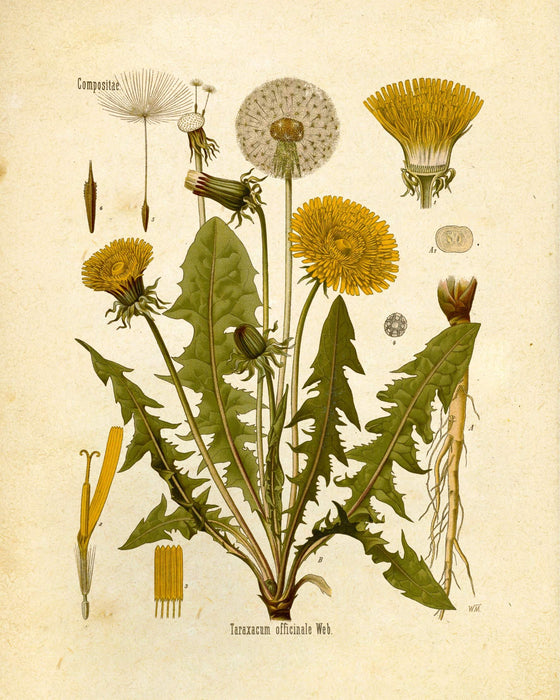 "Orvokki" Vintage Botanical Prints Canvas Collection  BO-HA 20 cm x 30 cm Compositae 2 