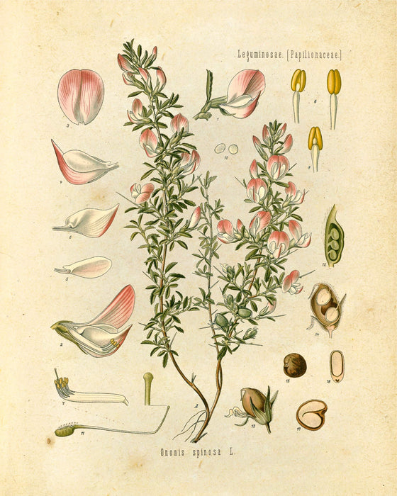 "Orvokki" Vintage Botanical Prints Canvas Collection  BO-HA 20 cm x 30 cm Leguminosae 